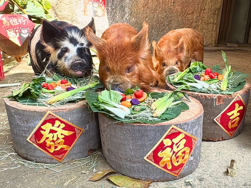 圖3 庫你庫你豬首次在壽山動物園圍爐