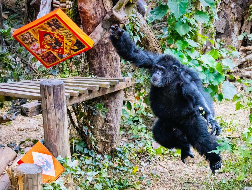 圖6 黑猩猩「莉忠」飛奔搶年節蔬果禮盒