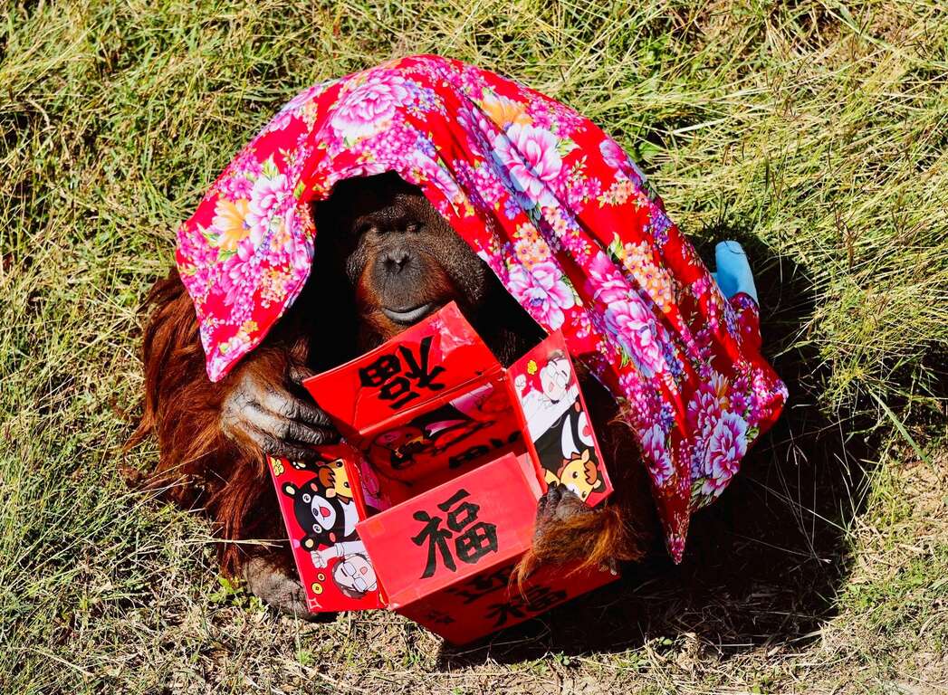 圖8 紅毛猩猩「阿宏」拆開禮物並裹上客家花布
