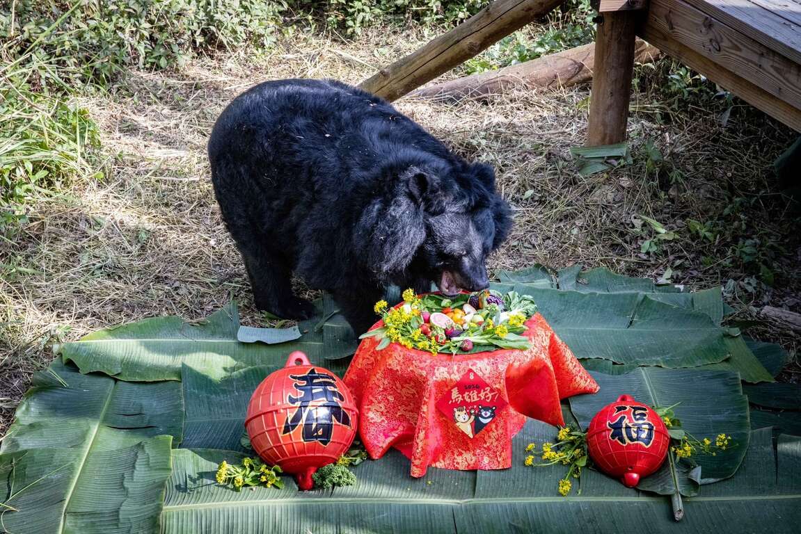 圖5 園方為黑熊「瑪莉」準備年菜獨享大餐