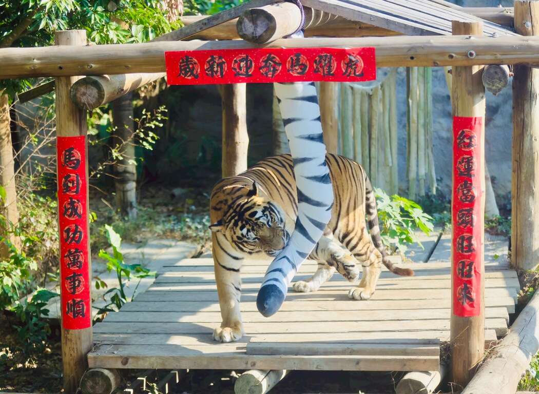 圖11 孟加拉虎「小紅」抓咬專屬逗貓棒