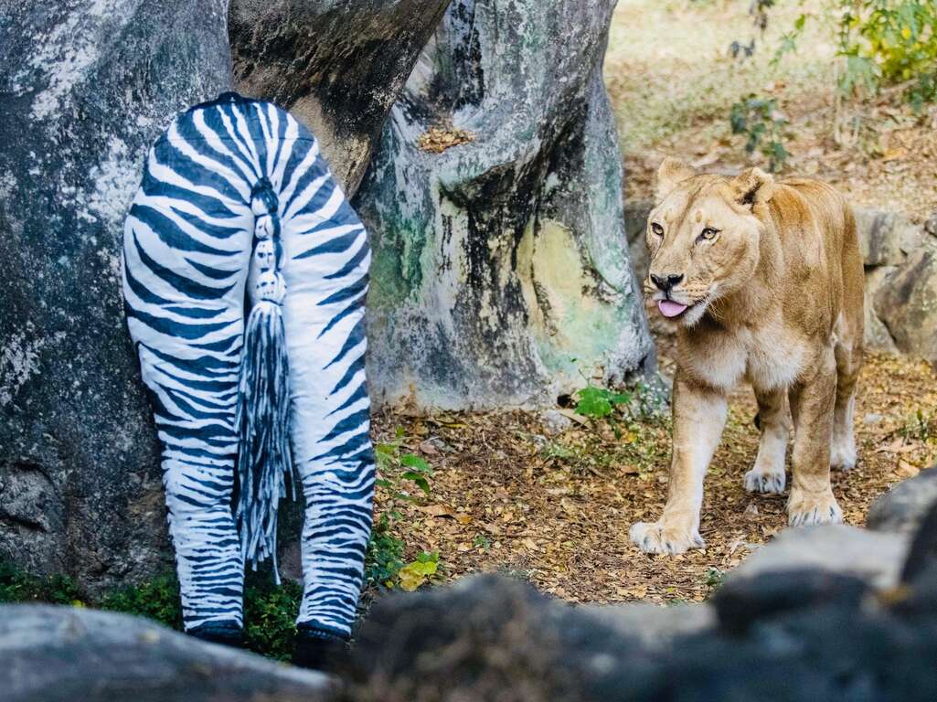 圖12 非洲獅「布蕾」觀察斑馬造型臀