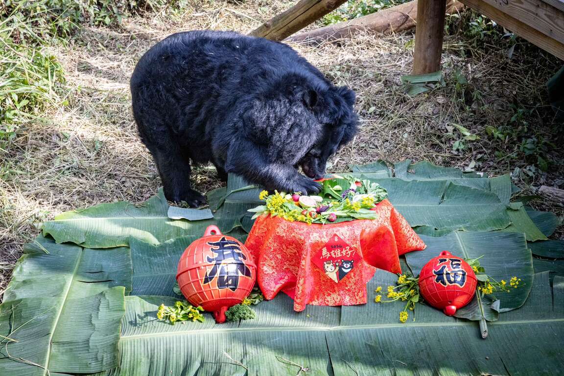 圖3 黑熊「瑪莉」老奶奶品嚐專屬佳餚