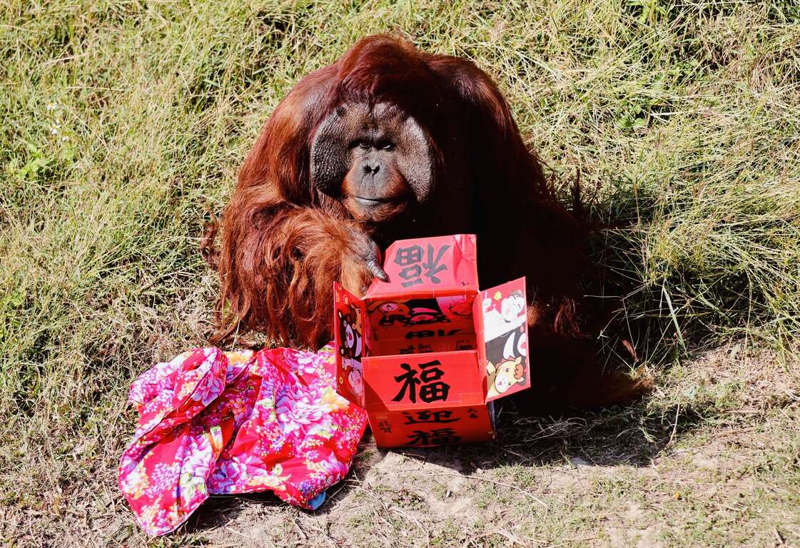 圖4 紅毛猩猩「阿宏」開箱迎財神