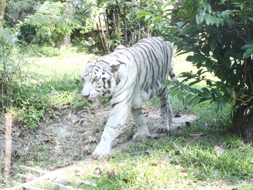 圖2. 昭海漫步在樹林中