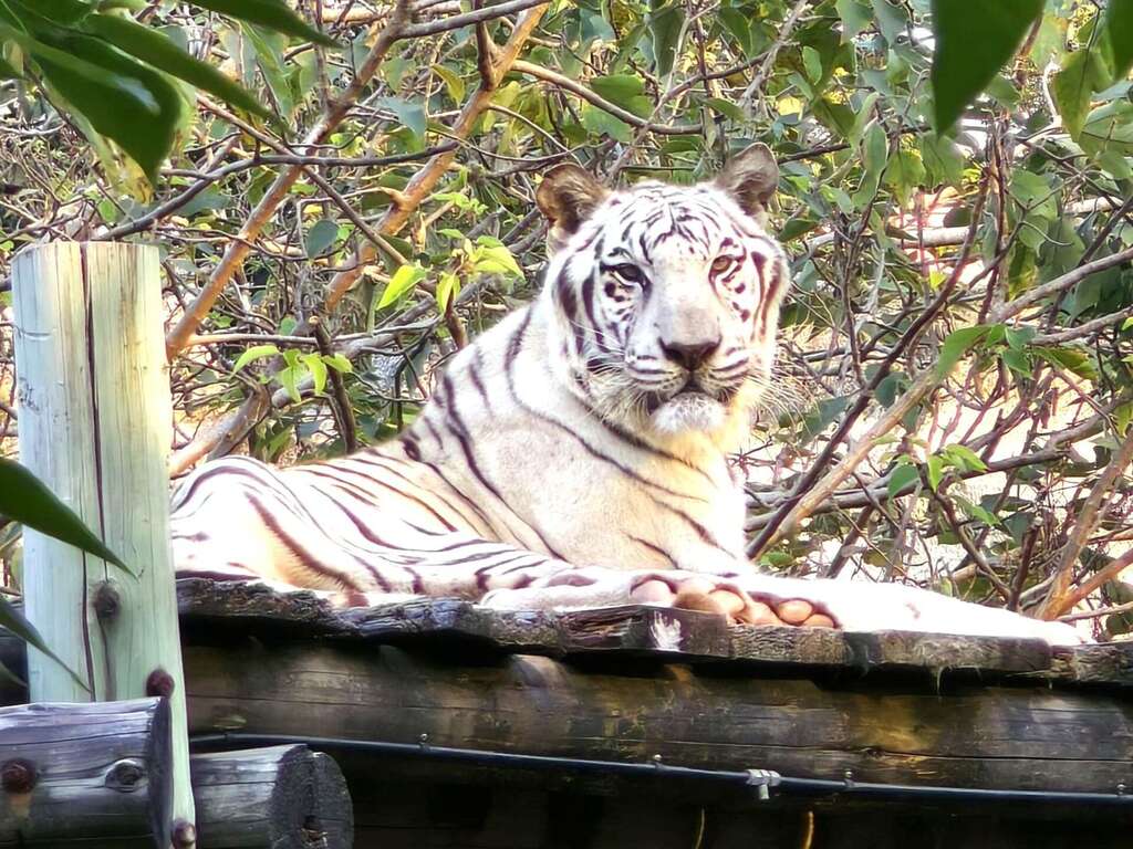 圖3. 凝視遊客休息中的昭海