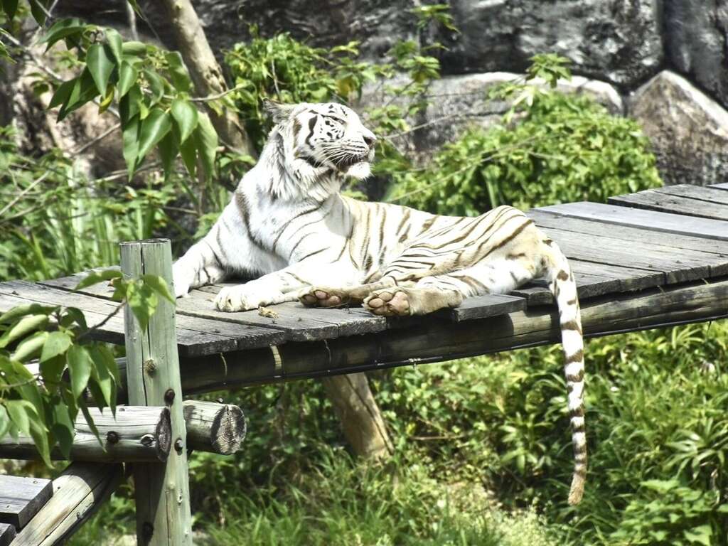 圖4. 昭海慵懶地在棲台上曬太陽