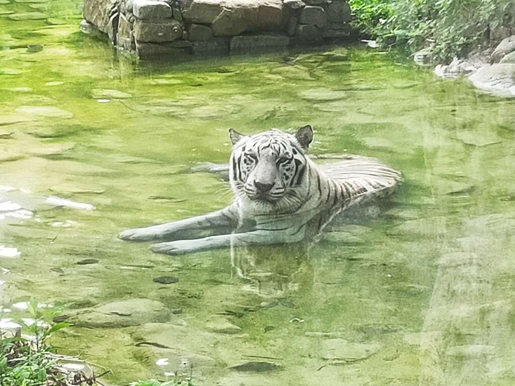 圖5. 盛夏暑熱泡水中的昭海