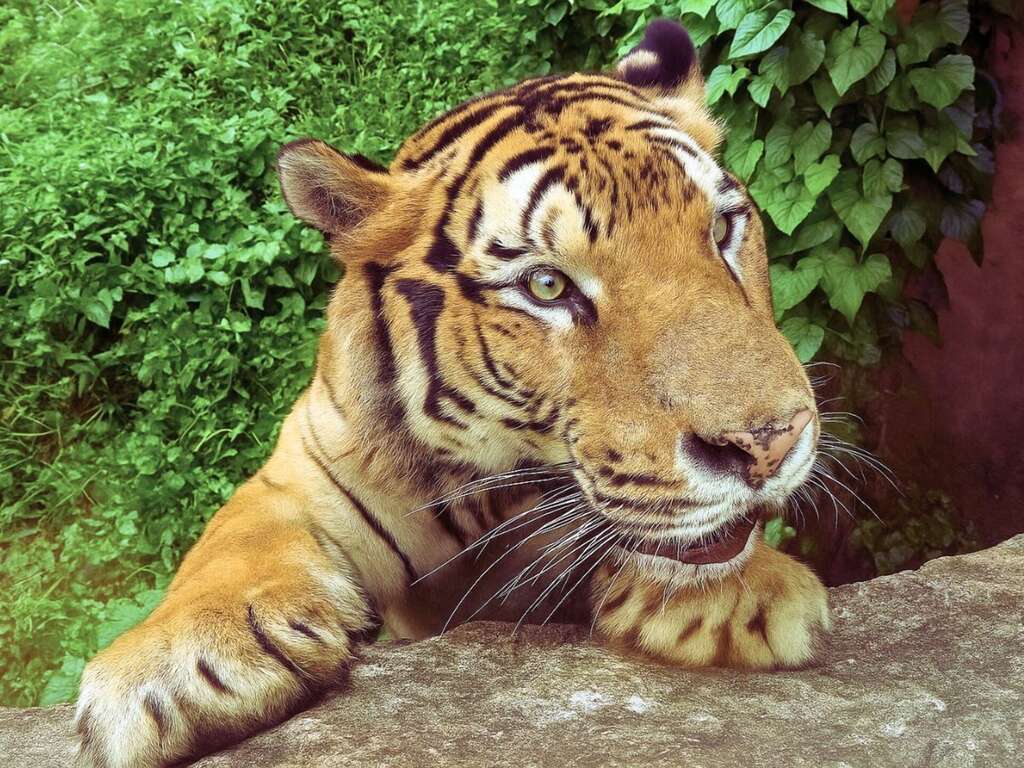 圖3 孟加拉虎「阿生」