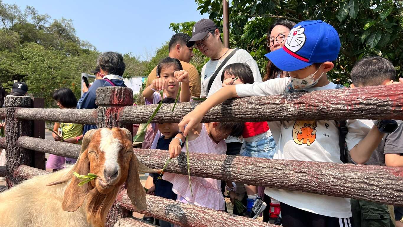 圖4 遊客與波爾羊互動