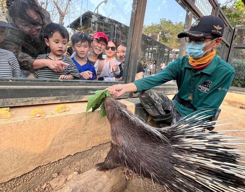 圖5 遊客近距離觀察保育員餵食冠豪豬