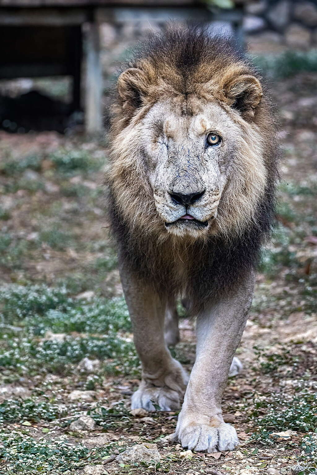 圖4 非洲獅「二哥」在展場活動