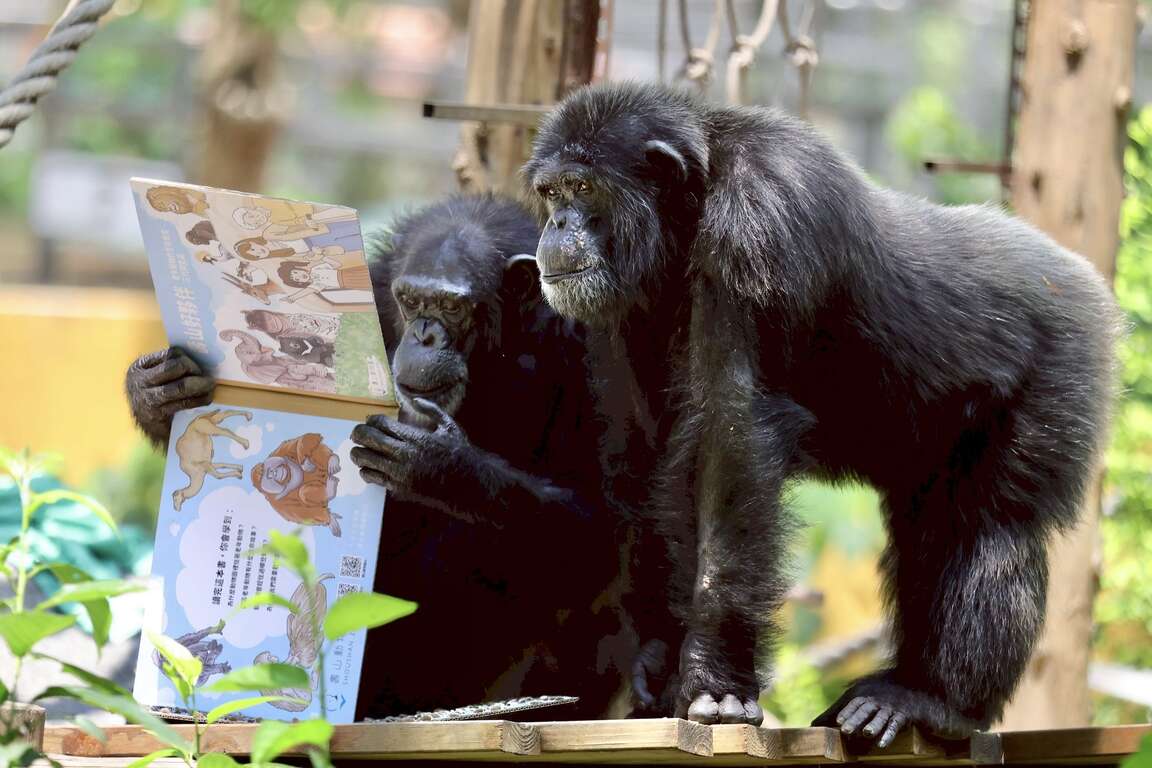 圖2 黑猩猩「莉忠」好奇湊近與「曼華」共讀繪本