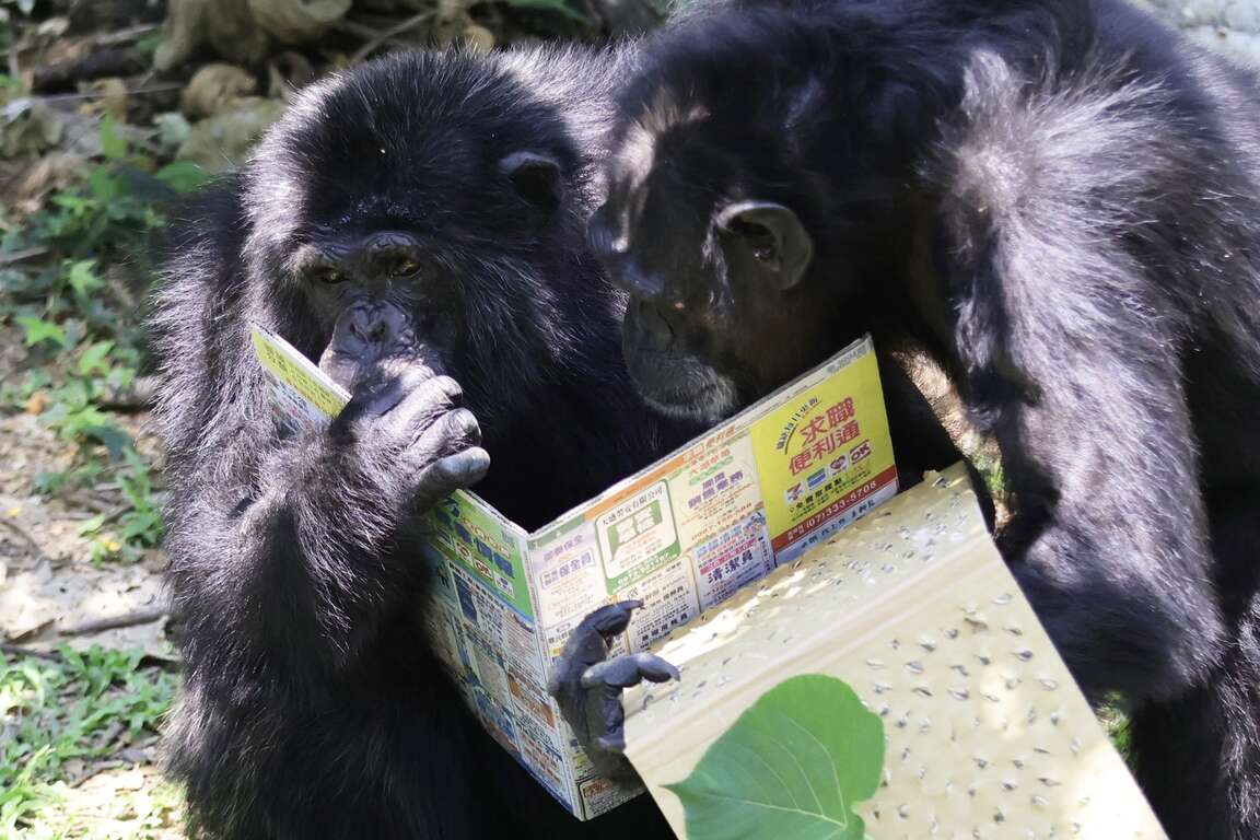 圖4 黑猩猩「莉忠」及「美珍」品嚐藏在工作職缺欄裡的葵瓜子