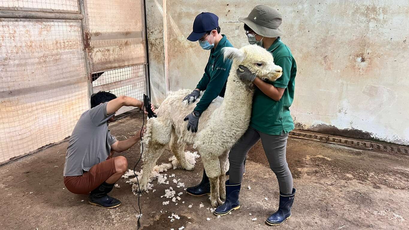 圖6 保育員幫羊駝剃毛