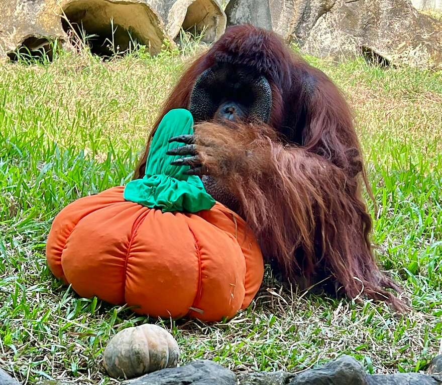 圖3 紅毛猩猩「阿宏」拆解「南瓜造型乾草包」
