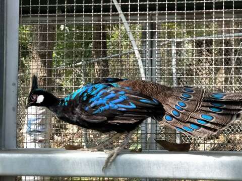 480x360_zoo_animal-image-