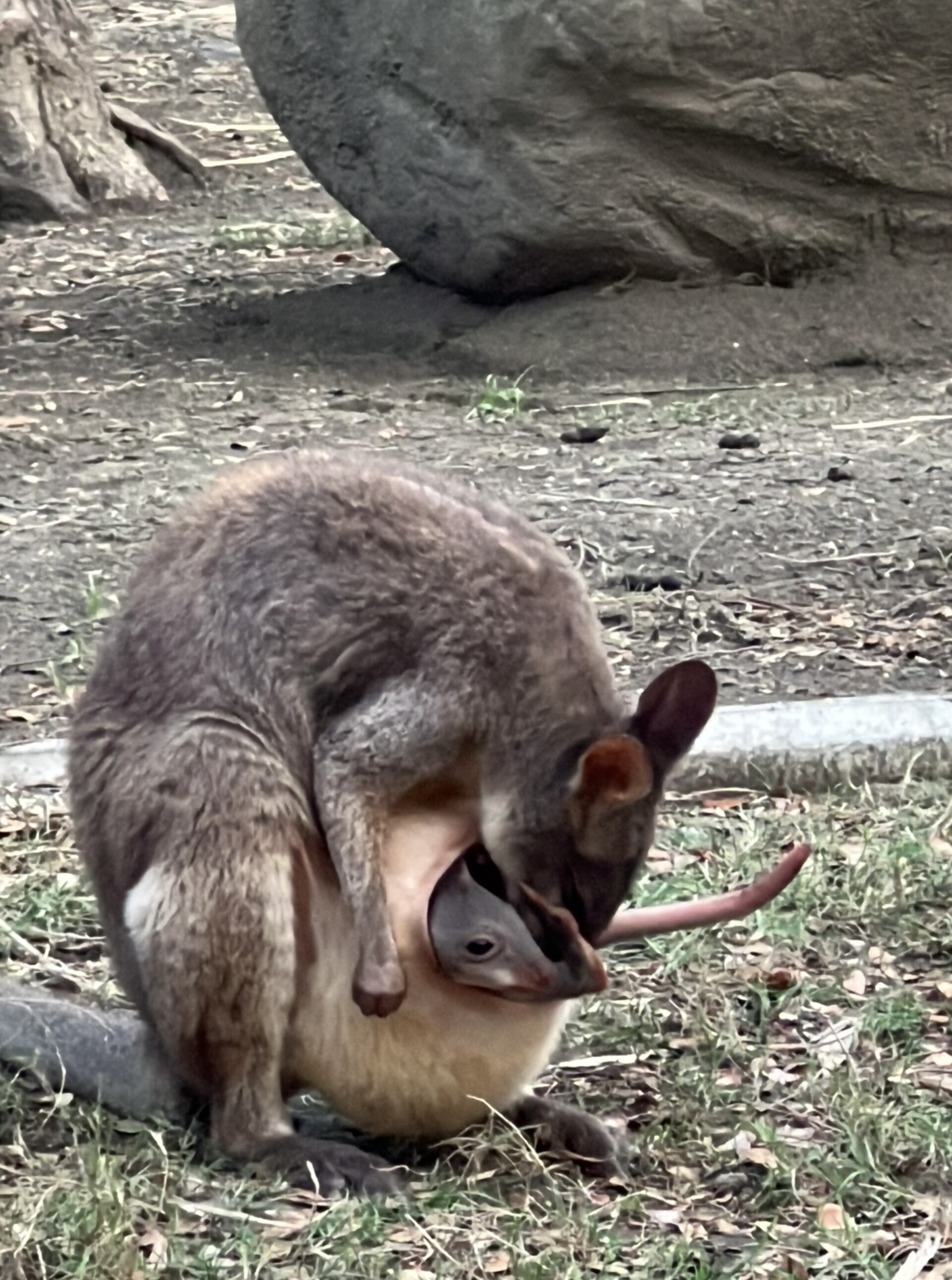 壽山動物園母親節優惠＋世界蟑螂特展
