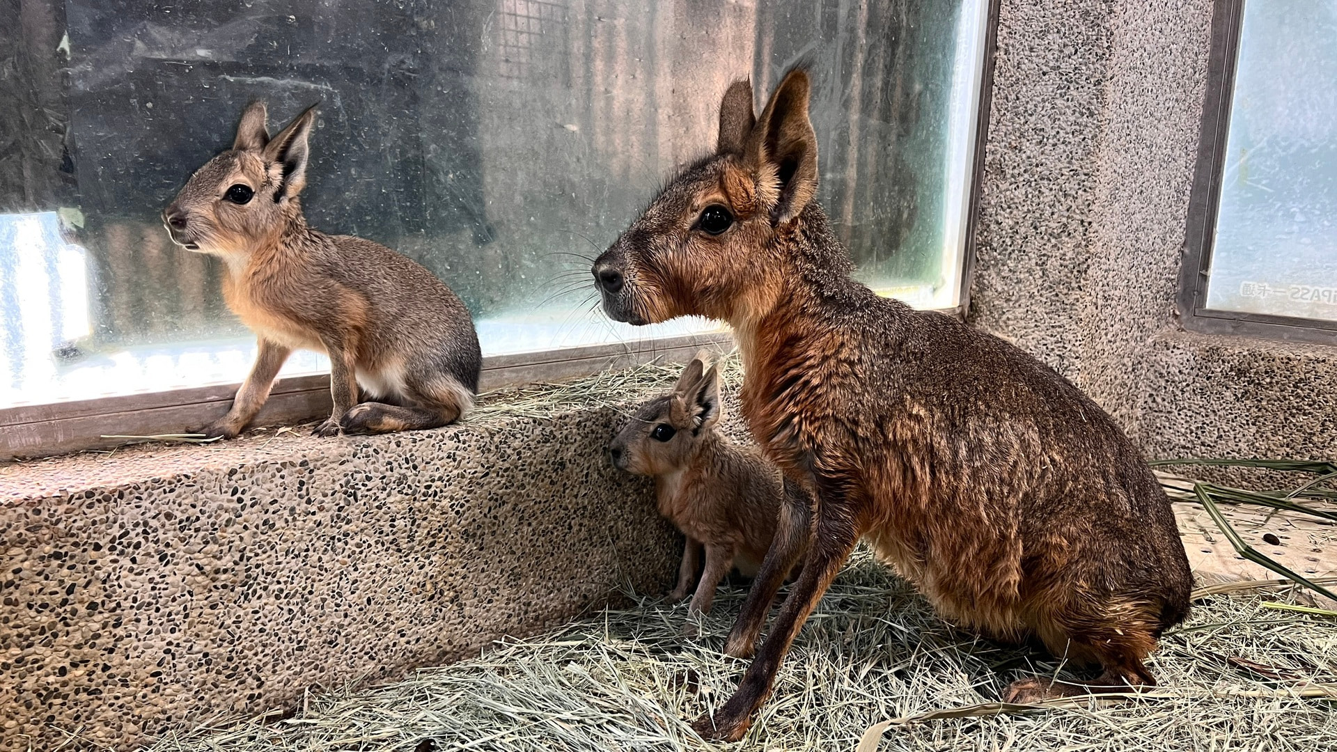 壽山動物園母親節優惠＋世界蟑螂特展