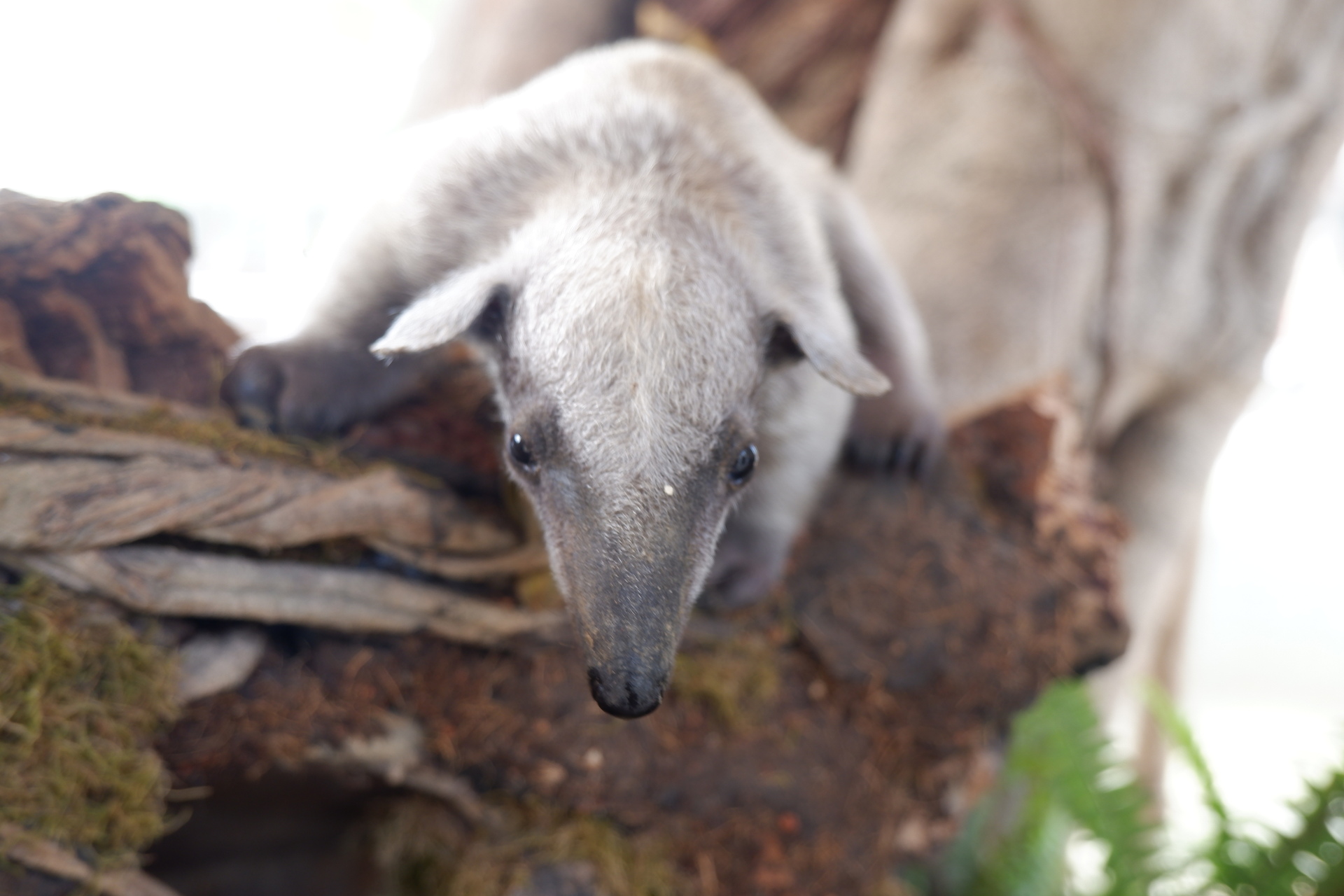 壽山動物園母親節優惠＋世界蟑螂特展