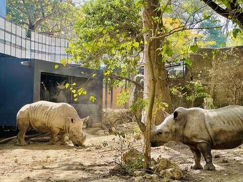 圖2 白犀牛在觀察廊前展現自然姿態
