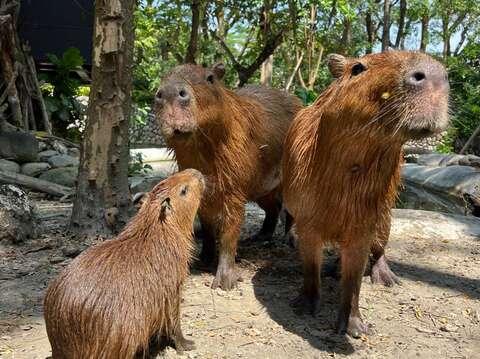 圖5 來自頑皮世界的水豚家族，今年在壽山動物園產下小水豚