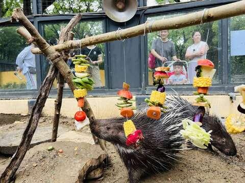 圖二 應景擺盤不只讓冠豪豬體驗不同的刺激，同時也是遊客觀察動物特徵的絕佳機會