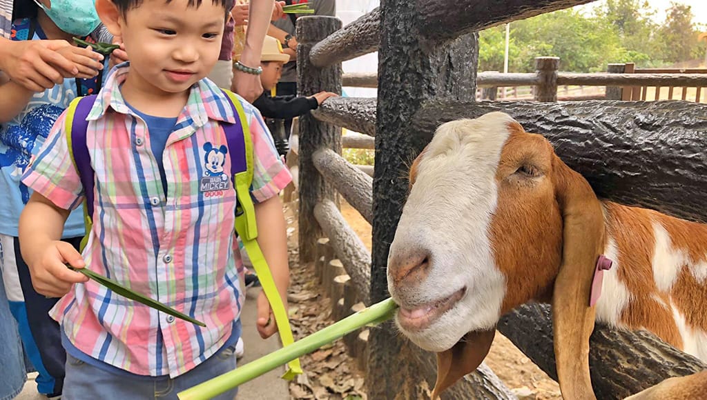 壽山動物園-波爾羊餵食體驗